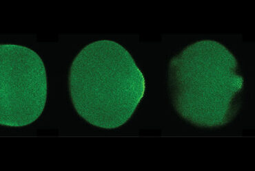 Time-lapsed pictures of a starfish oocyte with light-induced pinching on one end of the cell.